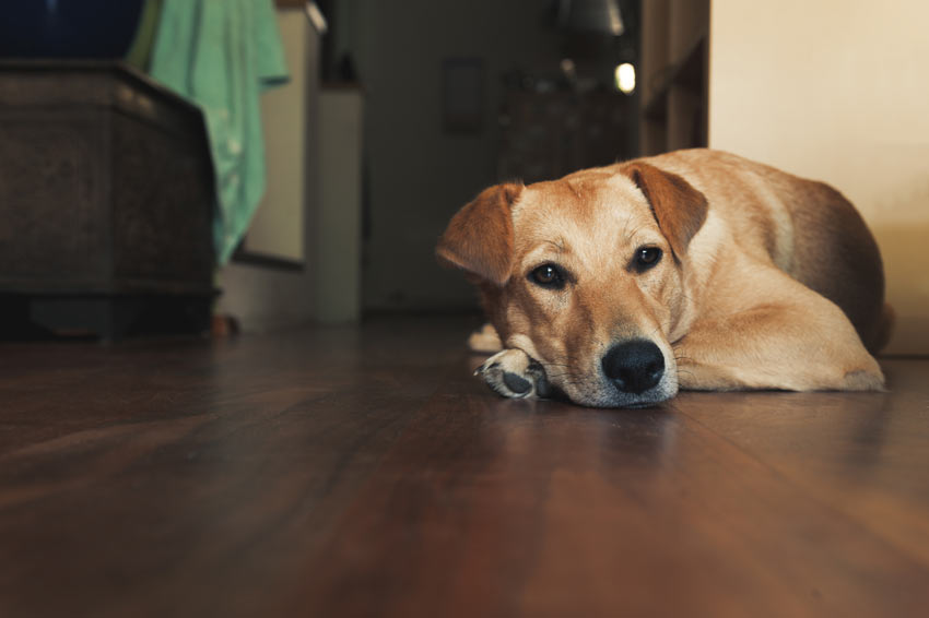 En vacker labrador retriever ligger på golvet inomhus