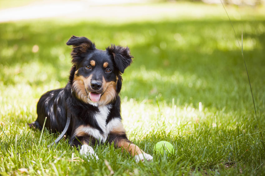 En vacker hund vilar på gräset i trädgården