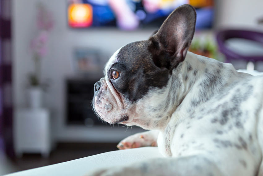 En vacker svartvit fransk bulldog tittar på tv