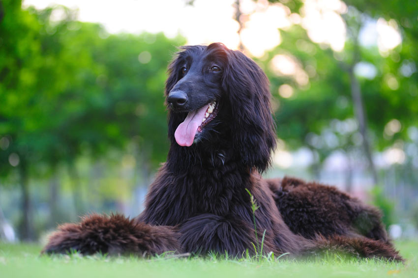 En vacker svart afghanhund ligger ner