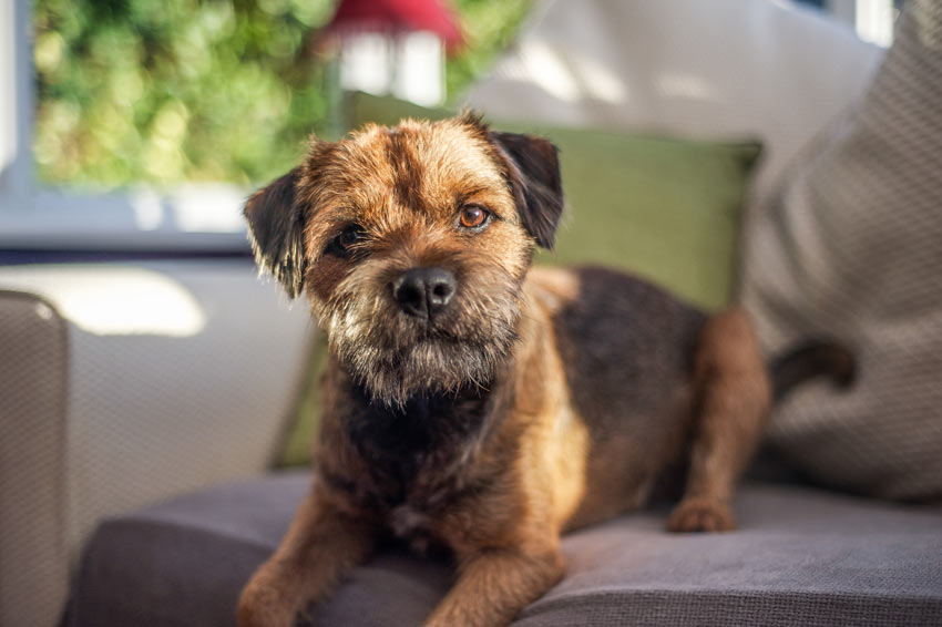 En vacker liten border terrier på soffan