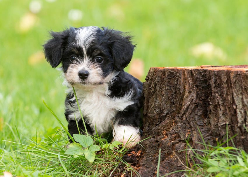 En vacker liten bichon havanais med en väl omhändertagen päls