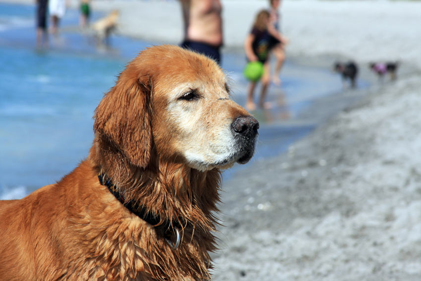 En vacker gammal hund tar det lugn på stranden