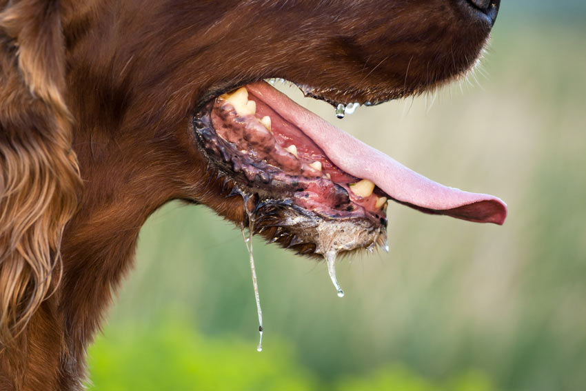 En vacker red setter dreglar