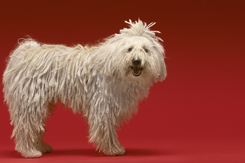 En vacker vit komondor