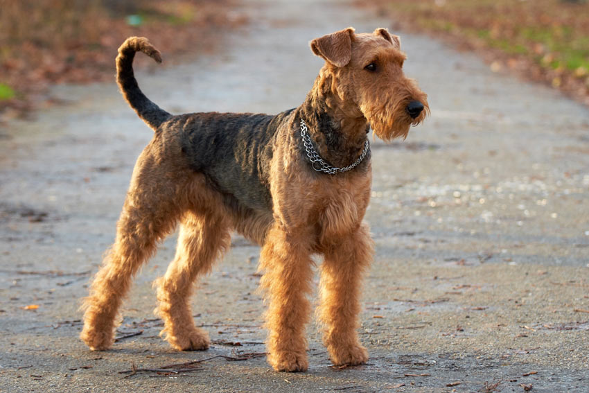 En vacker airedaleterrier