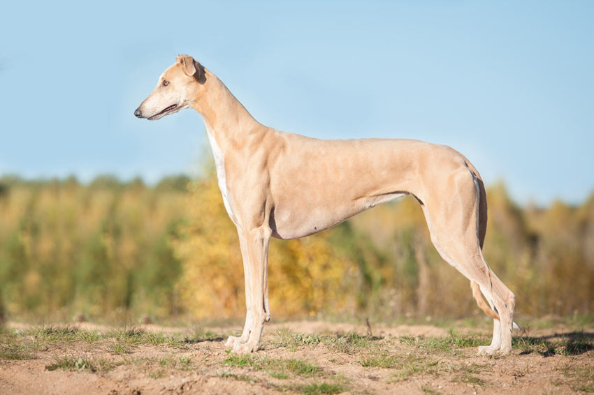 En vacker ung greyhound med en otroligt mjuk päls