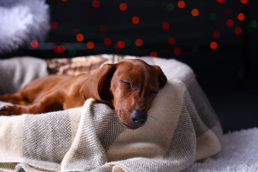 En vacker ung hund sover i sin korg på natten