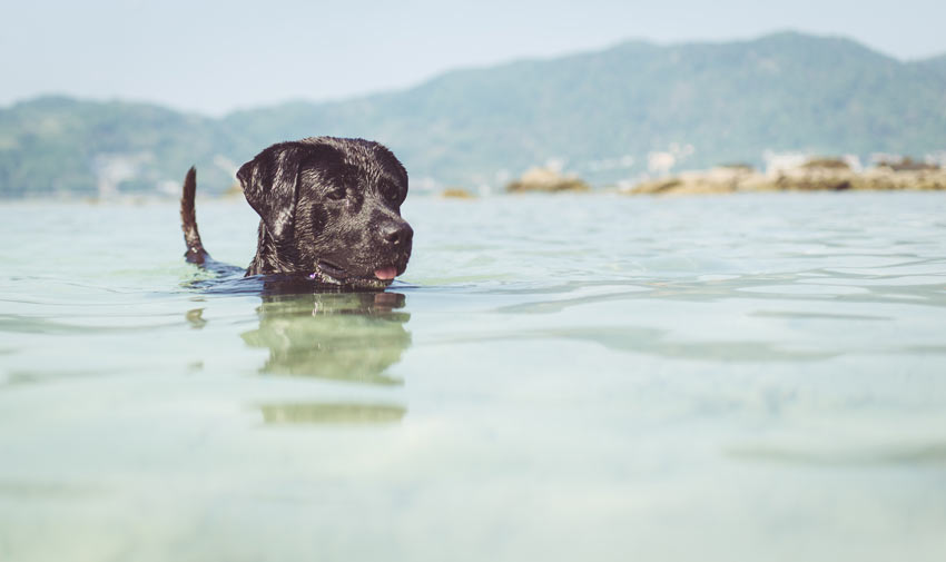 En svart labrador ute på simtur