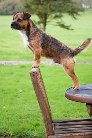 En border terrier med sträv päls