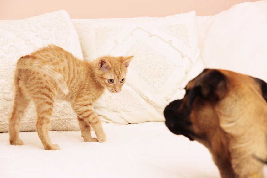 En katt undviker en okänd hund