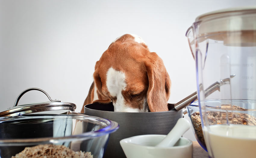 En busig liten beaglevalp äter från kastruller och grytor i köket