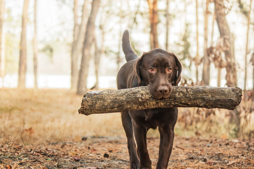 En chokladfärgad labrador bär en pinne