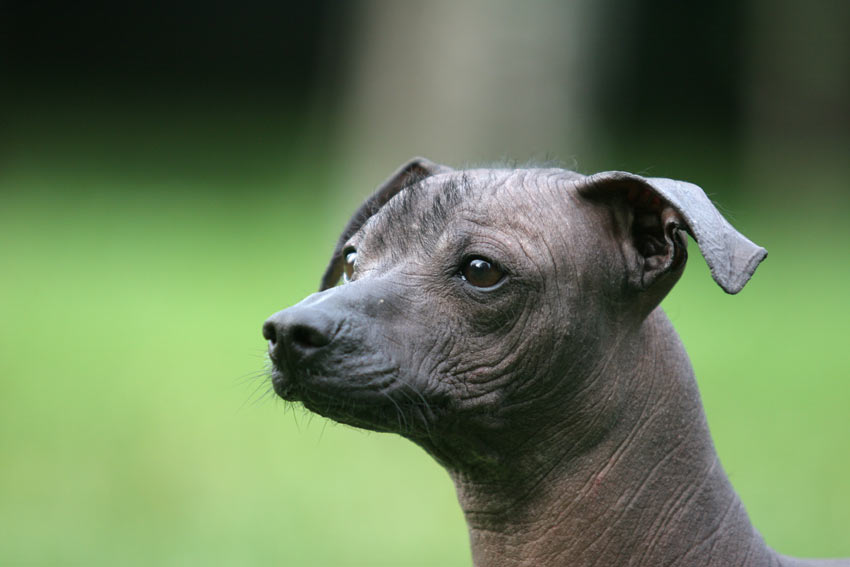 En närbild på en vacker mexikansk nakenhund