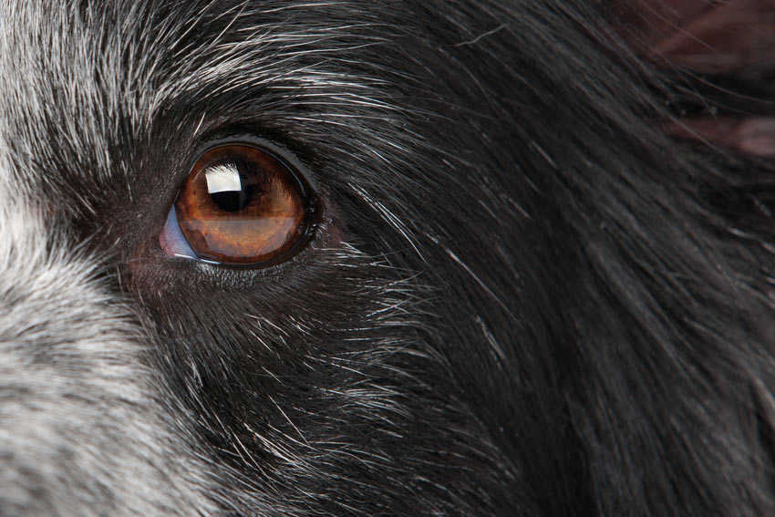 En närbild på en vacker collie med friska ögon