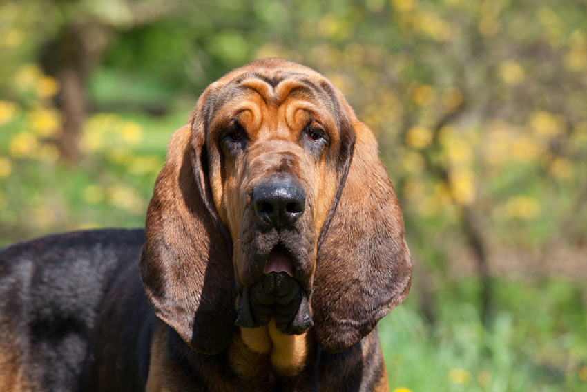 En närbild på en blodhunds otroligt stränga ansikte