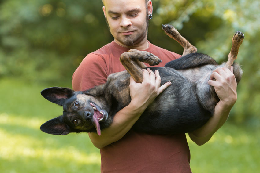 En galen hund älskar att bli upplyft av sin ägare