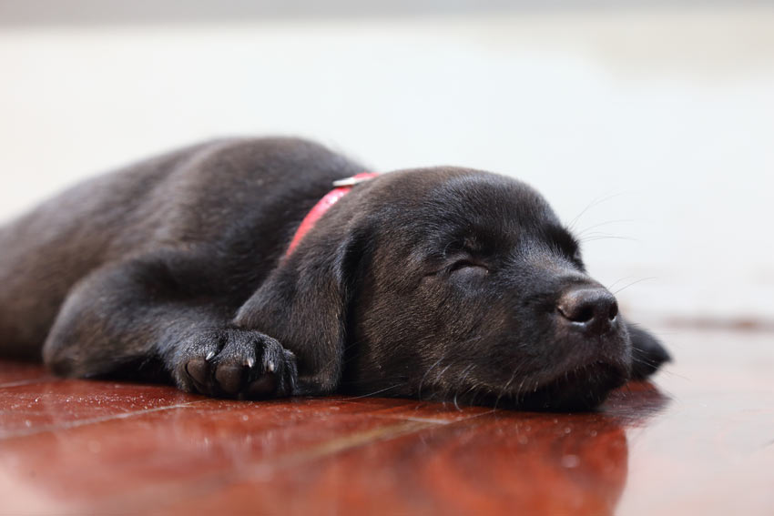 En gullig liten labrador tar en tupplur