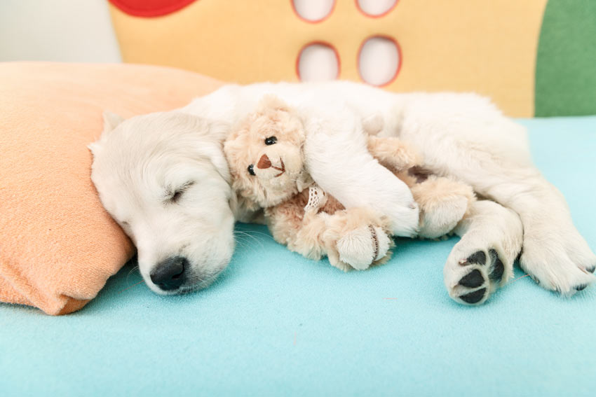 En gullig liten labradorvalp sover med en leksakshund
