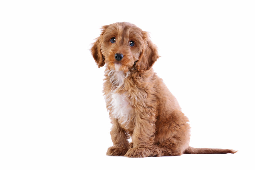 En gullig ung cockapoo