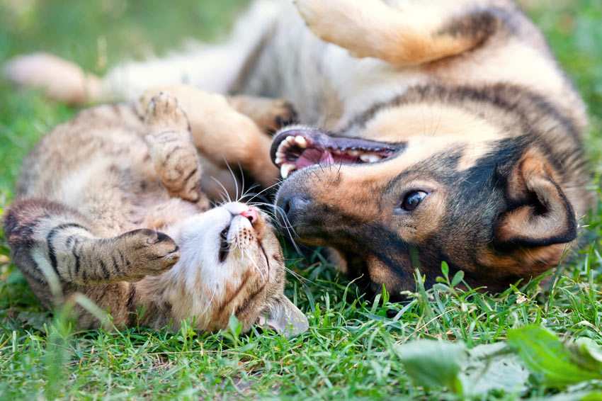 En hund och en katt rullar runt på gräset