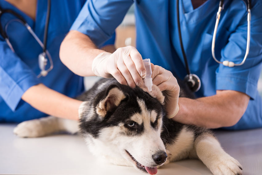 En hund som får örondroppar