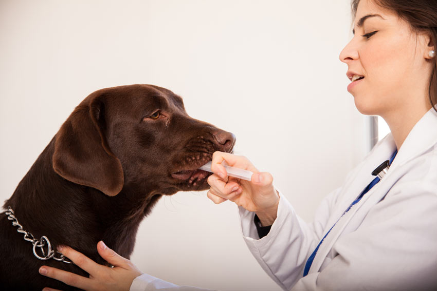 En hund ges medicin oralt med hjälp av en spruta