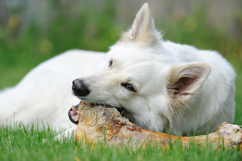 En hund tuggar på ett stort ben