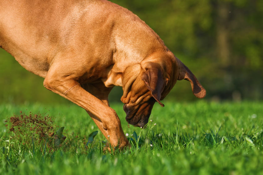 En hund gräver ett hål i trädgården