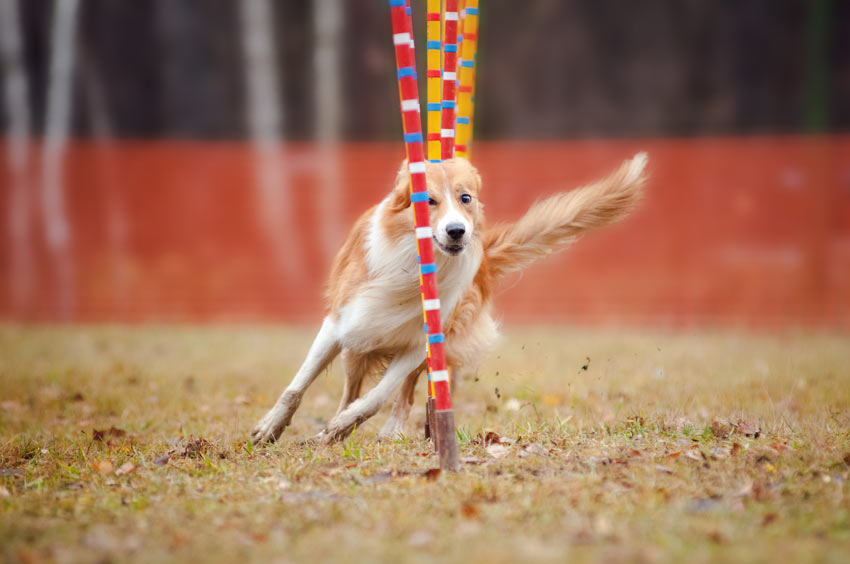 En hund springer supersnabbt genom en agilitybana