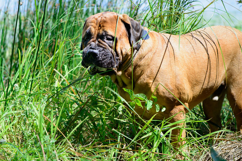 En hund som äter gräs för att kunna kräkas