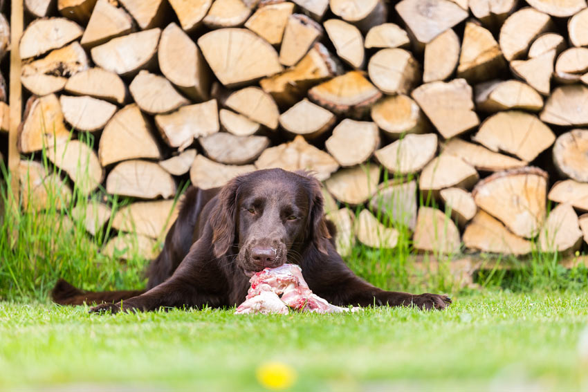 En hund äter rått nötkött från den lokala slaktaren