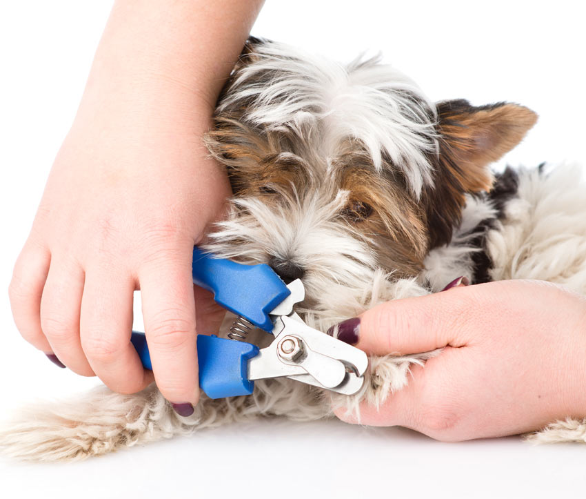 En hund får sina klor klippta