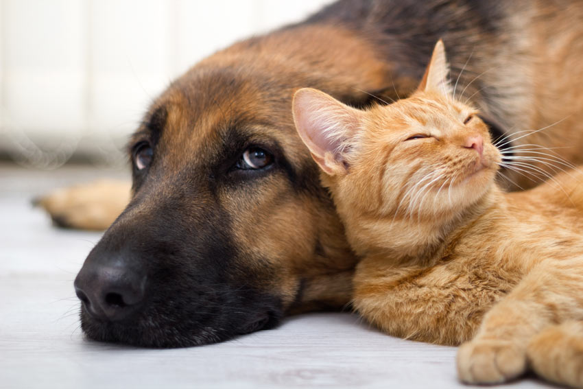 En hund ligger ner med sin kattkompis