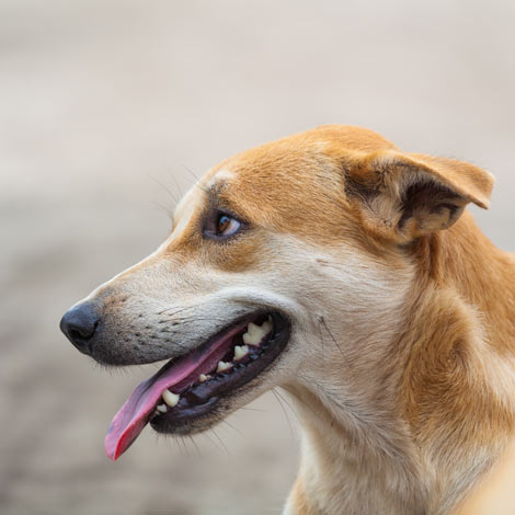 En flämtande hund