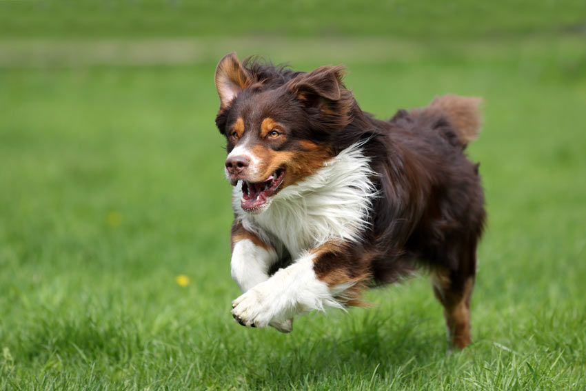 En hund jagar efter sin leksak