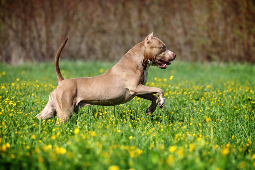 En hund springer runt på en äng och använder sitt fantastiska luktsinne