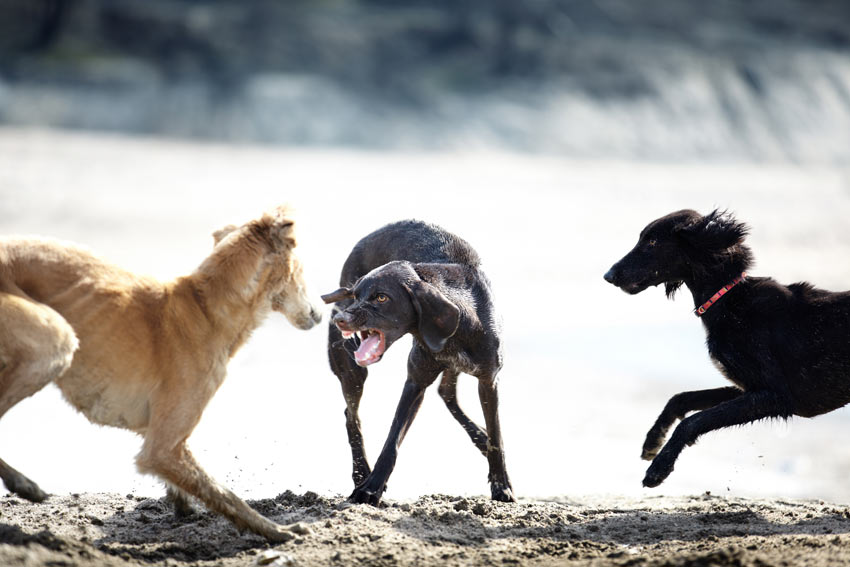 En hund morrar åt två andra hundar på stranden