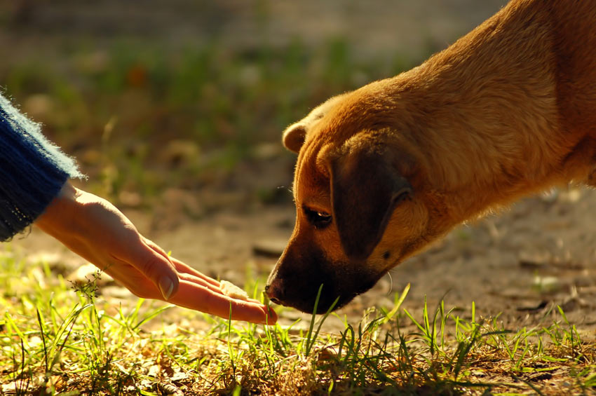 En hund sniffar på en godisbit