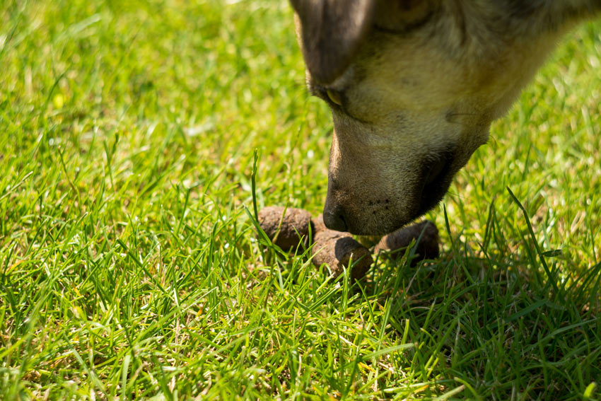 En hund luktar på hundbajs