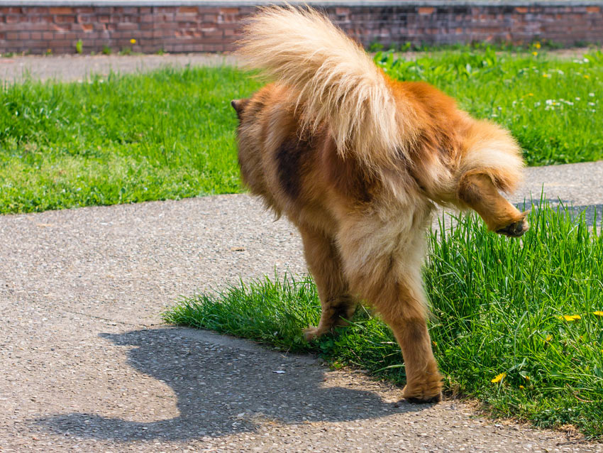 En hund kissar på gräset för att låta andra hundar veta att hen varit där