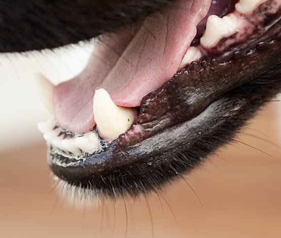 En hund med en ren och frisk mun