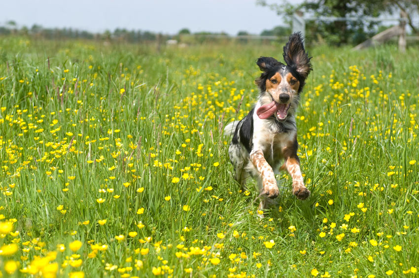 En glad spaniel full av energi på en lång promenad