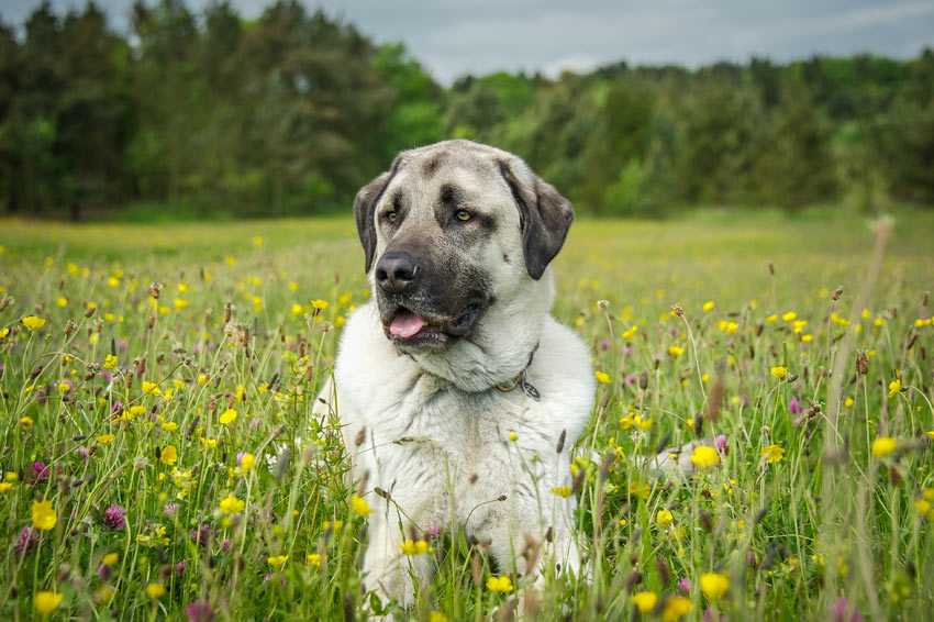 En glad och nöjd anatolisk herdehund