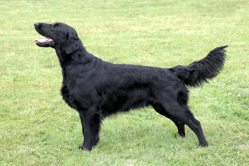 En frisk flatcoated retriever med en klart inbäddad mage