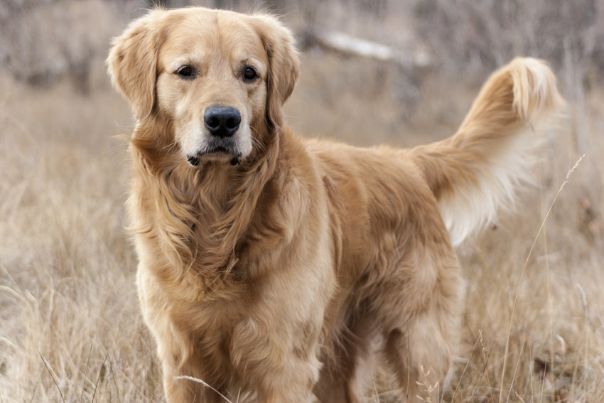 En frisk golden retriver