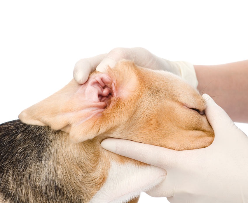 A healthy dog ear