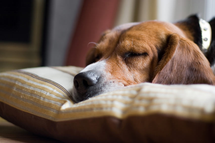 En uttråkad hund som lämnats ensam hemma