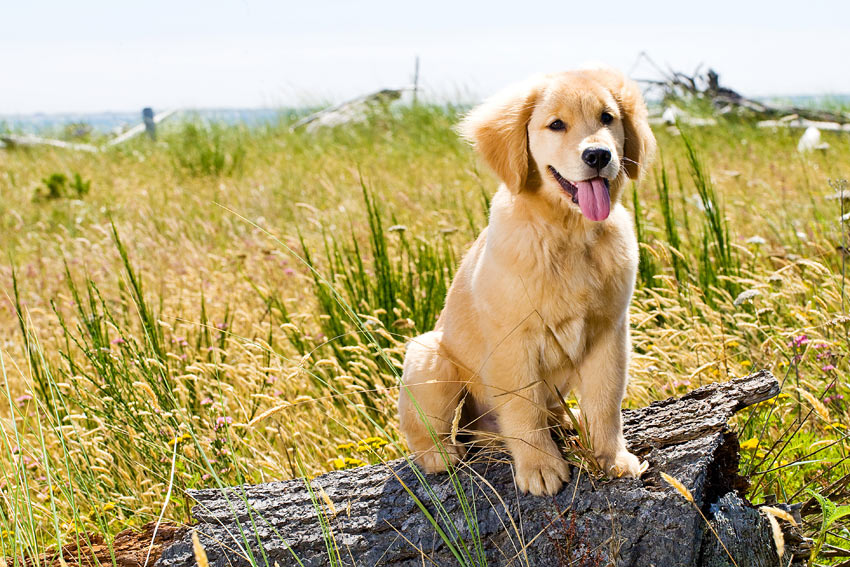 En frisk ung golden retriever-valp sitter på en stock