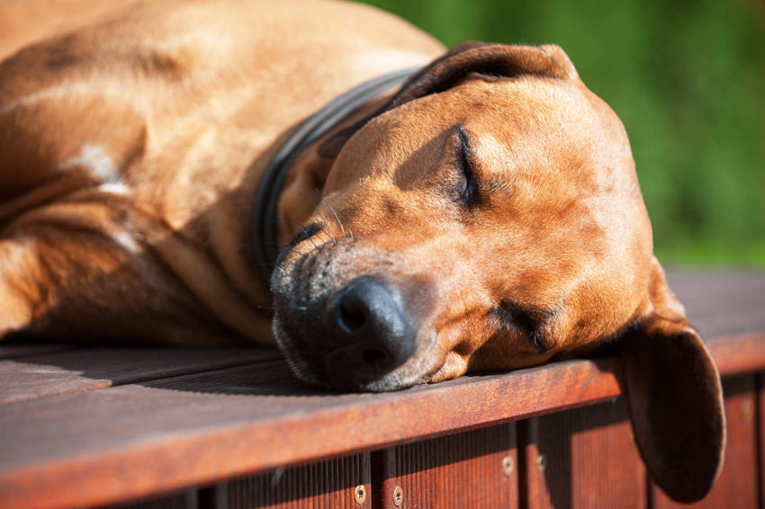 En varm och trött hund vilar i sommarsolen